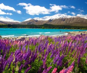 Explore 15 Famous Tourist Places In New Zealand