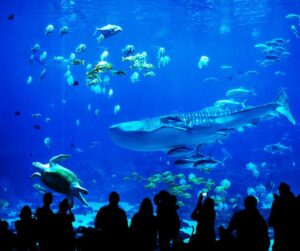 12 Awesome Things To Do In Auckland