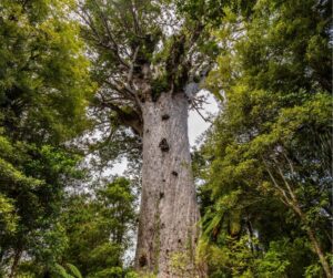 14 Beautiful Places to visit on North Island, NZ