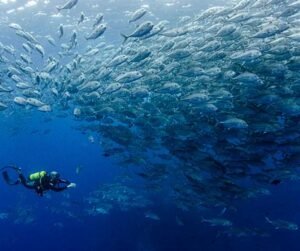 10 Best Scuba Diving Destinations In The World